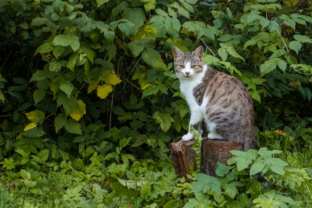 Striscia grigia Tabby Cat all'esterno con cespuglio di colori autunnali