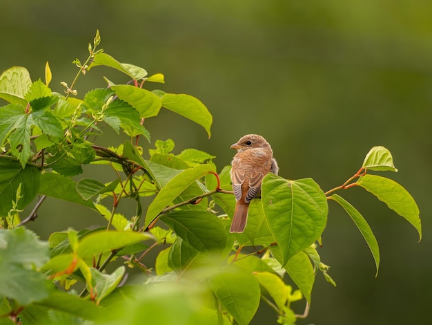 Striscio a schiena rossa seduto su un ramo verde sullo sfondo sfocato foto della fauna selvatica