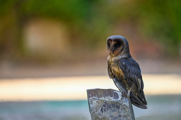 Strix huhula comunemente chiamato l'allocco nero è un rapace notturno della famiglia Strigidae