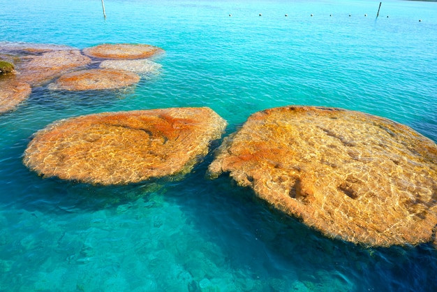 Stromatoliti nella laguna di Bacalar del Messico