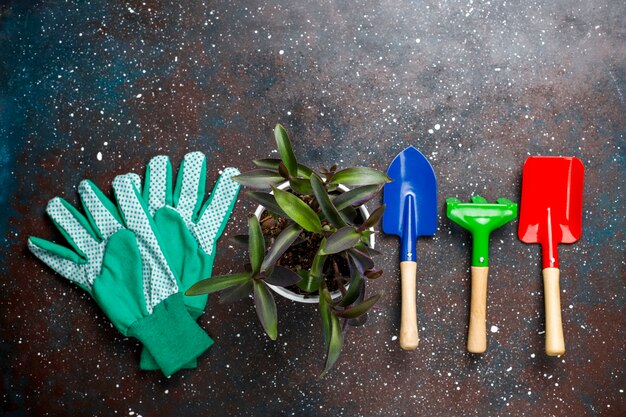 Strumenti di giardinaggio su oscurità con la pianta della casa e guanti, vista superiore