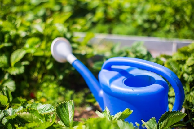 Strumento e attrezzature per il giardino dell'agricoltore: l'irrigazione può essere il concetto di un giardino o di un lavoro agricolo in estate o in primavera sulla piantagione