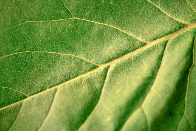 Struttura a foglia verde macro con bella struttura in rilievo della pianta da vicino foto macro di natura pura