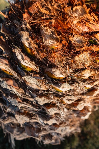 Struttura a macroistruzione della corteccia della palma dell'albero. Modello naturale. Concetto estivo