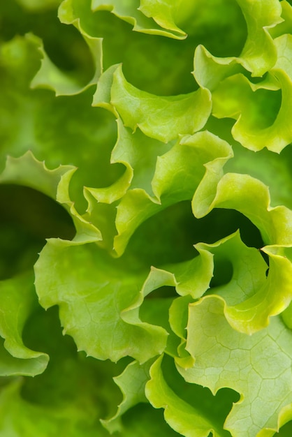 Struttura a macroistruzione di foglie di lattuga