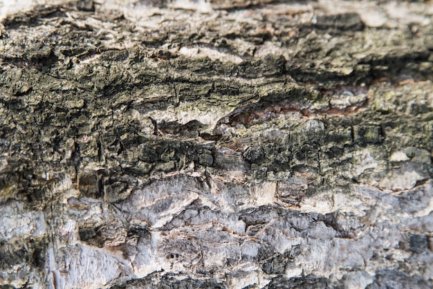 Struttura alta vicina della corteccia di albero di betulla