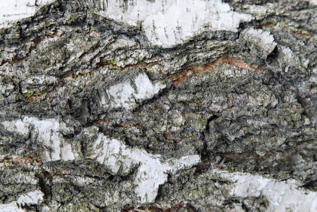 Struttura alta vicina della corteccia di albero di betulla