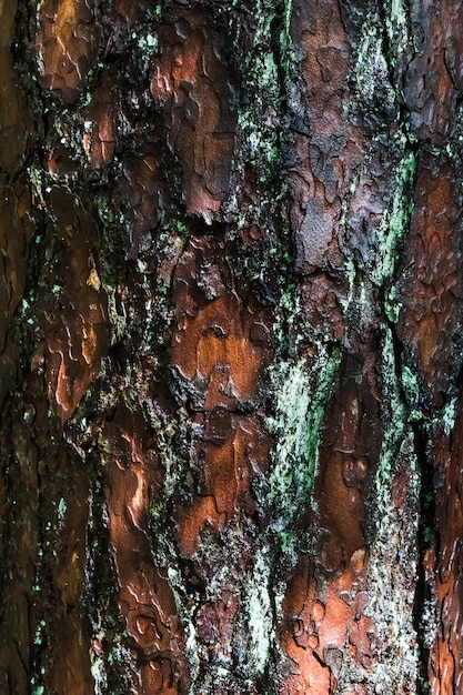 Struttura approssimativa della corteccia di albero del primo piano