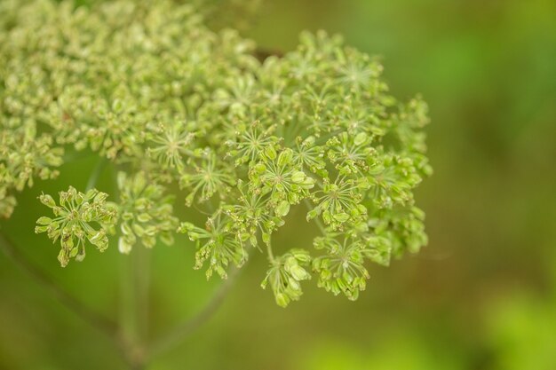 Struttura astratta del fogliame verde di estate con le foglie e la sfuocatura dello sfondo.