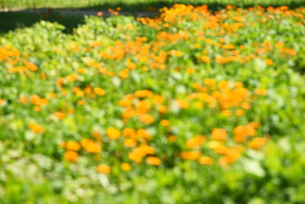 Struttura astratta del fondo di estate dei fiori d'arancio nel giardino