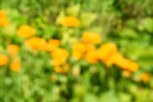 Struttura astratta del fondo di estate dei fiori d'arancio nel giardino