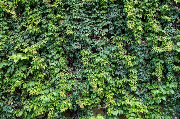 Struttura astratta della foglia di edera verde, sfondo della natura, foglia tropicale