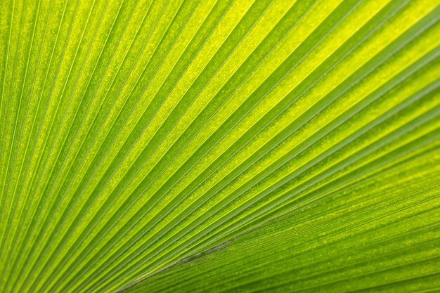 Struttura astratta della foglia di palma primo piano verde tropicale naturale della foglia, fondo verde luminoso della natura