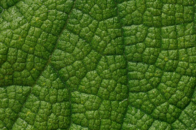 Struttura astratta della foglia verde per fondo