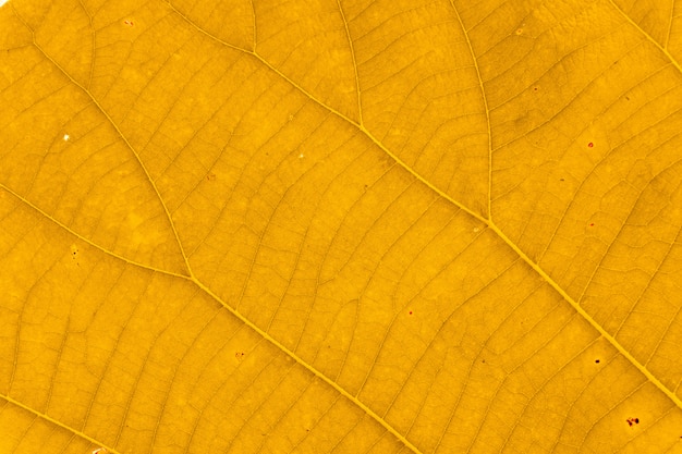 Struttura completa di struttura della foglia di autunno