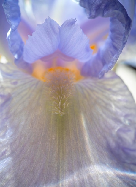 Struttura dei petali e del primo piano del fiore dell'iride