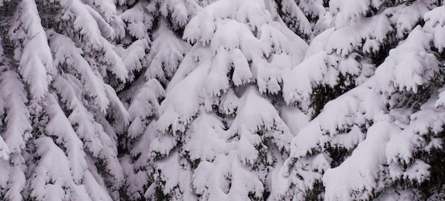 Struttura dei rami di albero coperti di neve