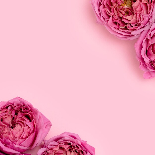 Struttura del fiore della rosa rosa Priorità bassa di primavera