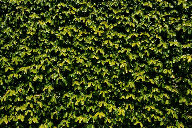 Struttura del fondo della foglia del fondo delle foglie verdi astratte floreali