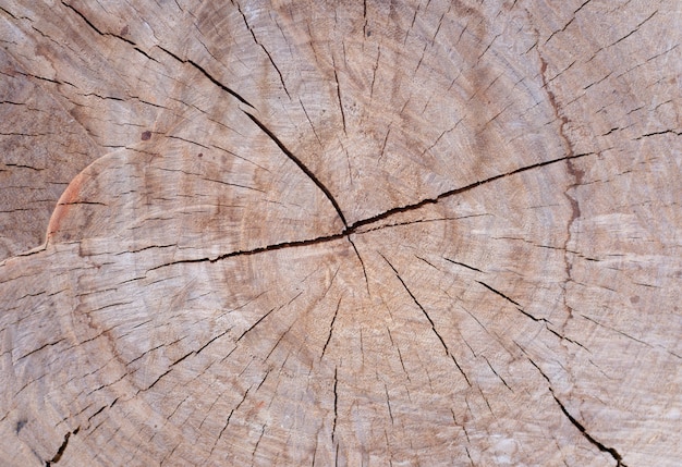 Struttura del legname dell&#39;albero per fondo