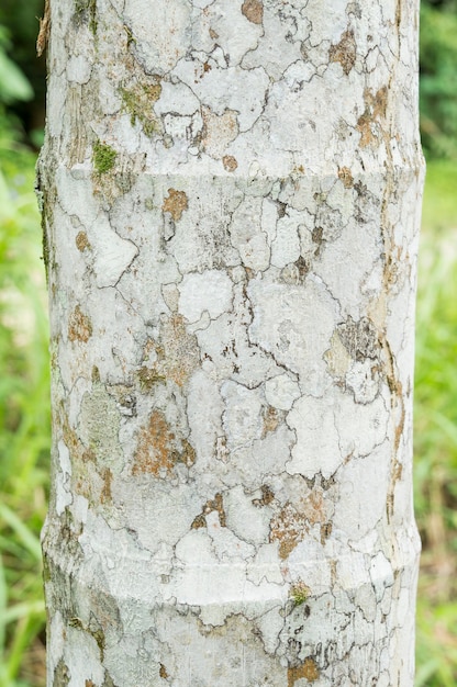 struttura del primo piano della corteccia di albero della noce di betel