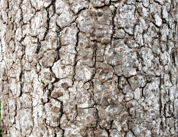 Struttura del primo piano della corteccia di albero