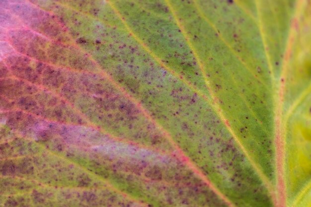 struttura del primo piano della foglia verde bordeaux di autunno. sfondo vegetale naturale