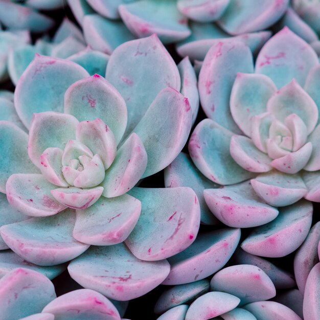 Struttura del primo piano della pianta. Fiore di cactus. Concetto di amante delle piante