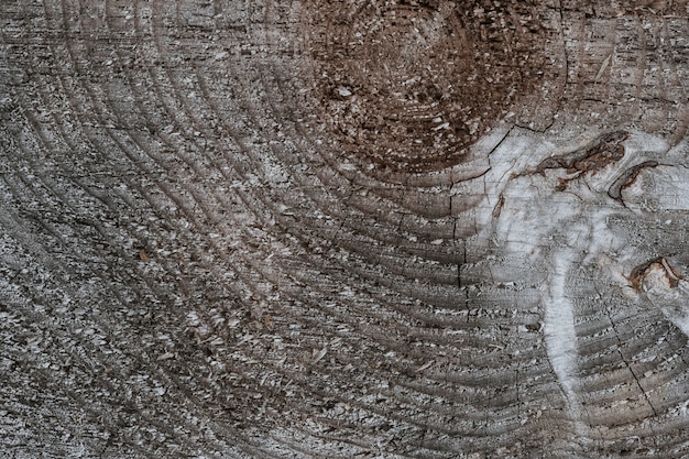 Struttura del taglio dell'albero, sfondo naturale di legno