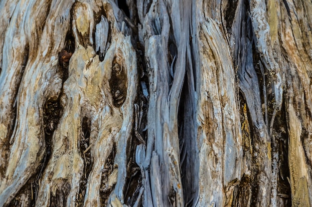 Struttura del tronco Albero di ginepro nodoso