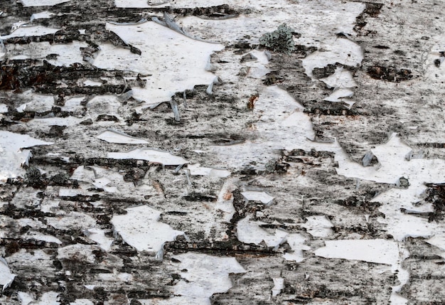 Struttura del tronco d'albero bianco nero