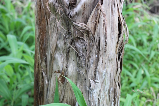 Struttura del tronco di albero di banane