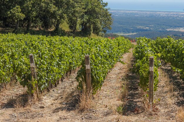 Struttura del vigneto