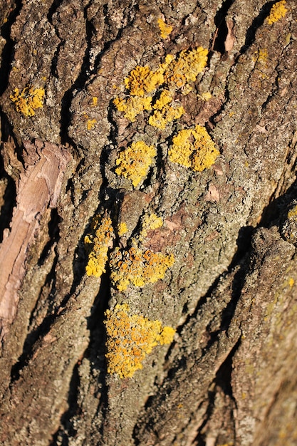 Struttura dell'albero da vicino sfondo naturale