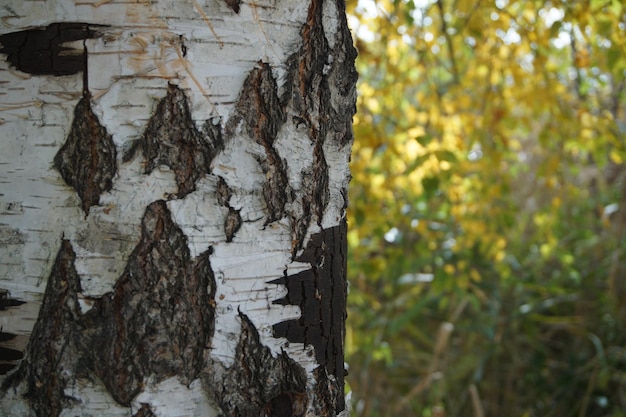 struttura dell'albero della corteccia nella foresta