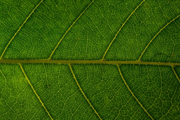 struttura dell&#39;albero di estate del primo piano di macro vena