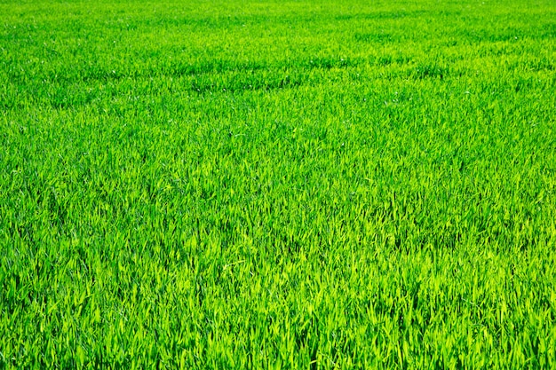 Struttura dell'erba verde da un campo