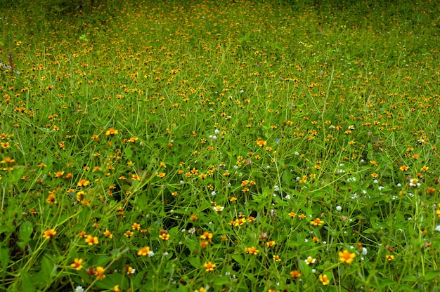 Struttura dell'erba verde e fiori gialli