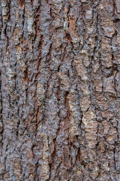 Struttura della corteccia del cedro himalayano Cedrus deodara