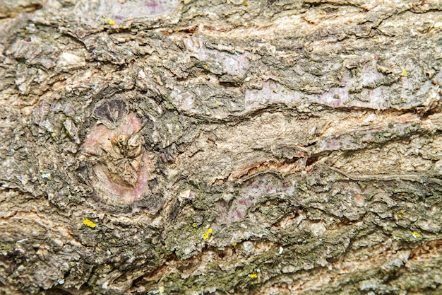 Struttura della corteccia dell'albero da frutto Albicocca