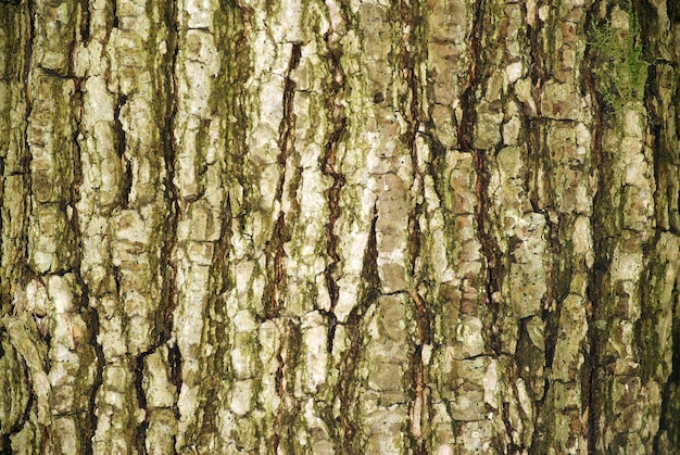 Struttura della corteccia di albero da un vecchio albero