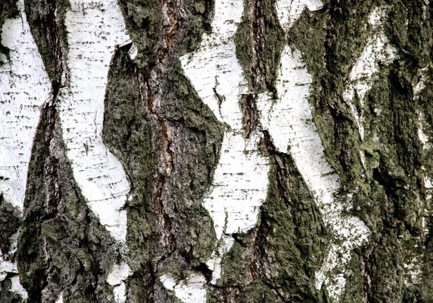 Struttura della corteccia di un albero