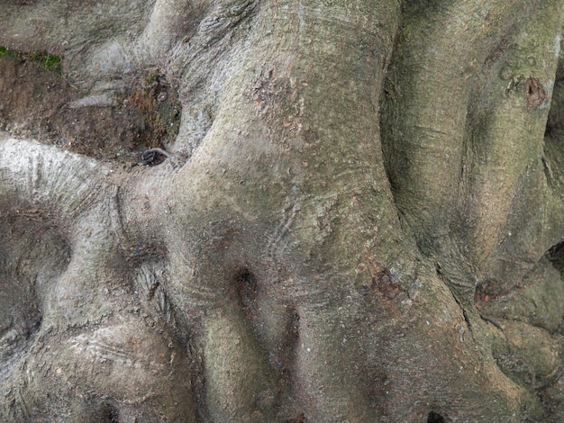 Struttura della corteccia Primo piano del tronco dell'albero Corteccia dell'albero Botanica sfondo naturale