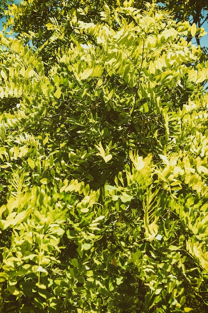 Struttura della foglia dell'acacia sul fondo del cielo blu