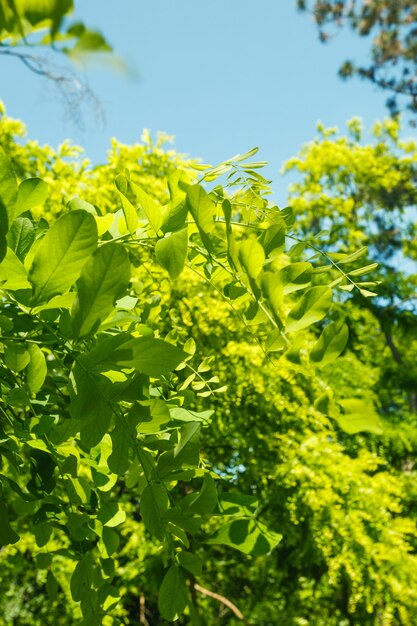 Struttura della foglia dell'acacia sul fondo del cielo blu