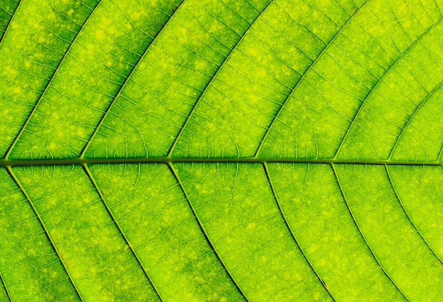 Struttura della foglia, sfondo verde