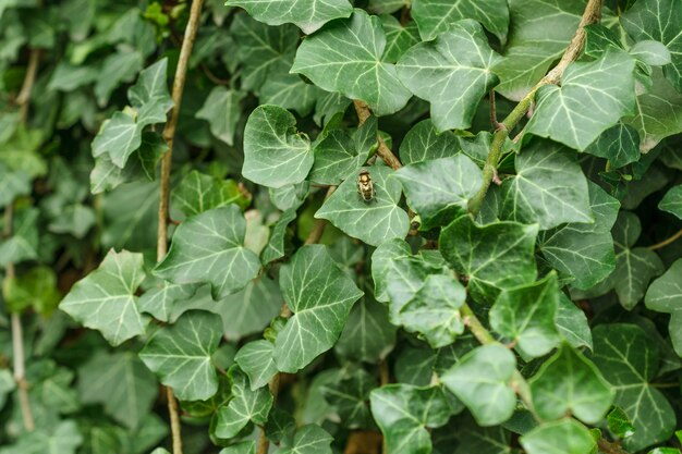 Struttura della natura astratta verde scuro