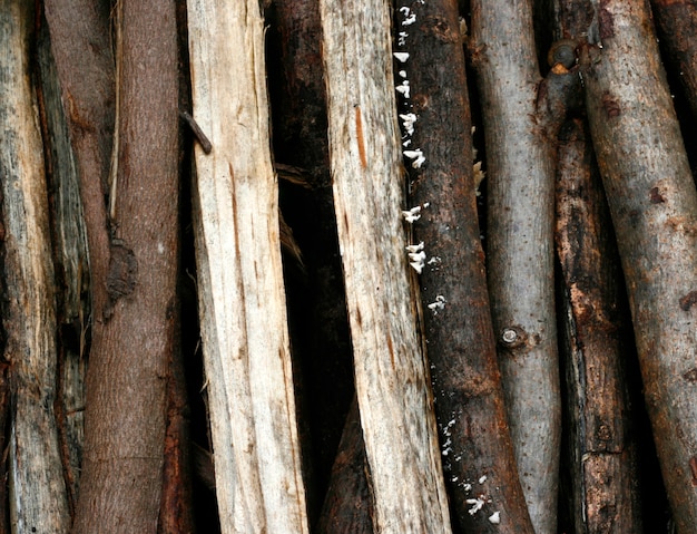 Struttura della natura del primo piano del legno dell&#39;eucalyptus