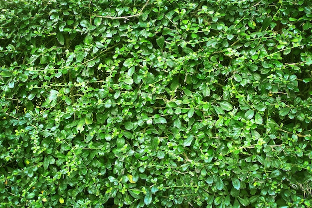 Struttura della parete delle foglie verdi o contesto del recinto dell&#39;albero