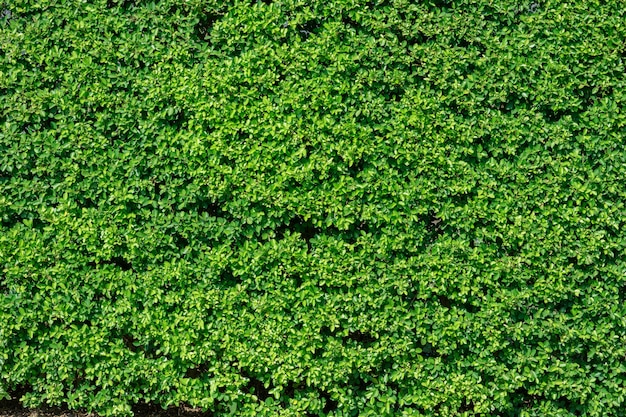 Struttura della parete delle foglie verdi